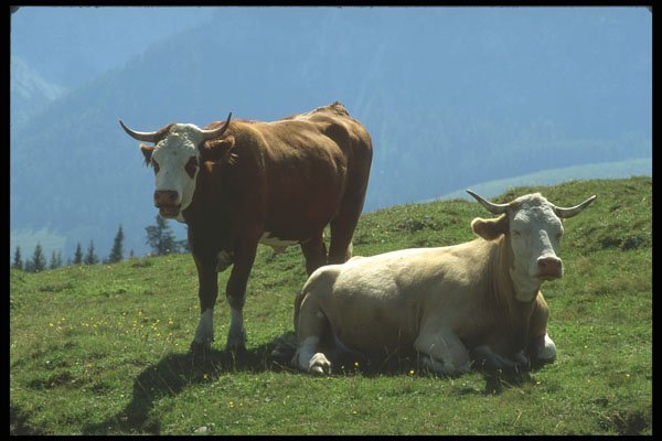 207055 Cows A4 Photo Print