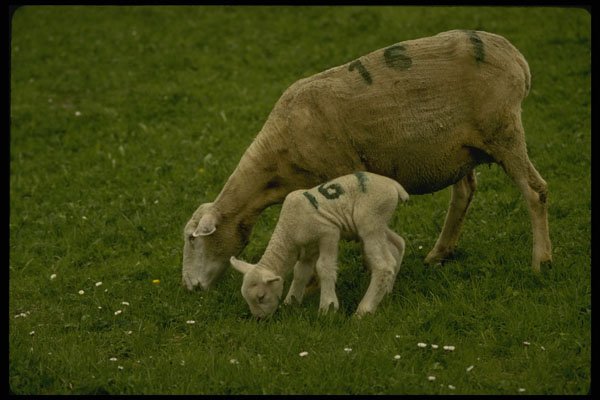 207056 Sheep No. 16 A4 Photo Print