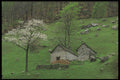 207060 Flowering Trees And Huts A4 Photo Print