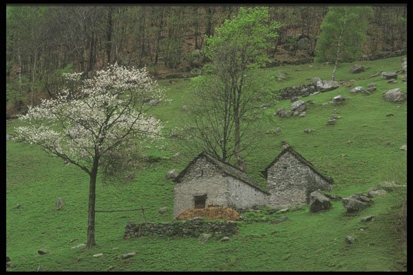 207060 Flowering Trees And Huts A4 Photo Print