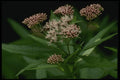 207063 Joe Pye Weed A4 Photo Print