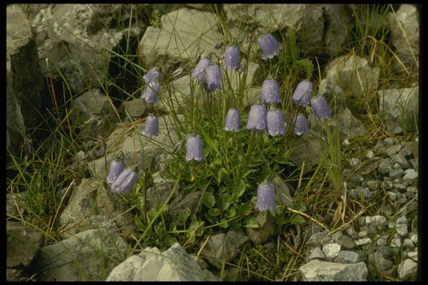 207065 Bluebells A4 Photo Print