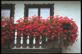 207080 Red Accent A4 Photo Print