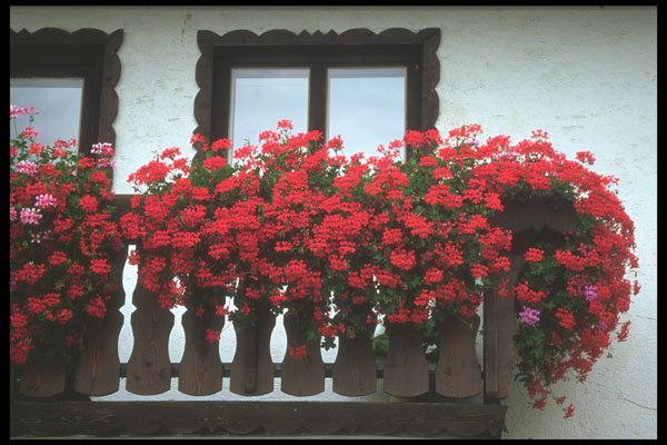 207080 Red Accent A4 Photo Print