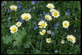 207082 Daisies A4 Photo Print