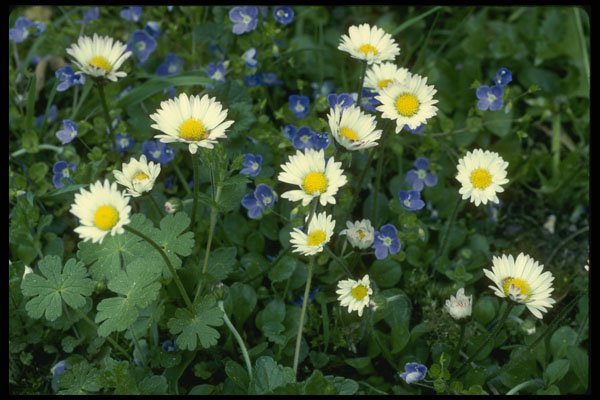 207082 Daisies A4 Photo Print