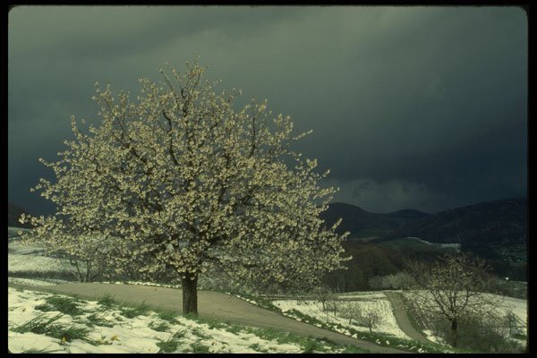 207083 Cherry Blossoms In Snow A4 Photo Print
