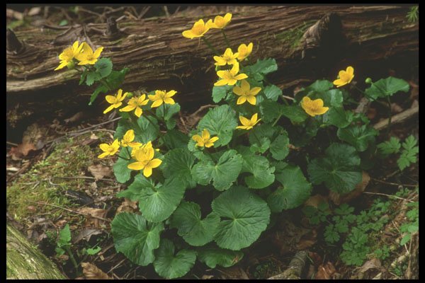 207088 Marsh Marigolds A4 Photo Print