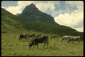 207089 Grazing Cows A4 Photo Print
