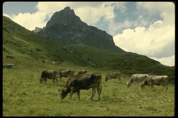207089 Grazing Cows A4 Photo Print