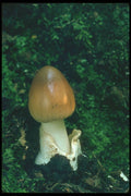 208000 Amanita Fulva A4 Photo Print