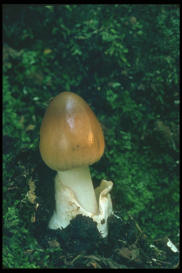 208000 Amanita Fulva A4 Photo Print
