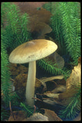 208001 Amanita Fulva, Mature A4 Photo Print