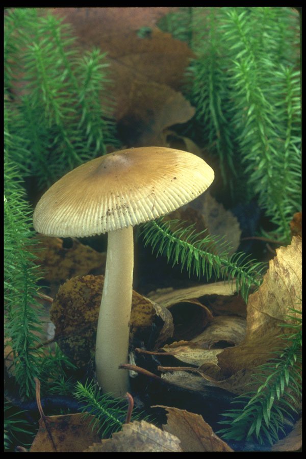 208001 Amanita Fulva, Mature A4 Photo Print
