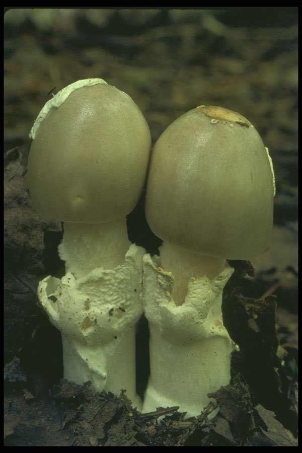 208002 Amanita Vaginata A4 Photo Print