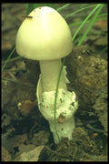 208003 Amanita Alba A4 Photo Print