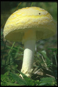 208004 Amanita Citrina A4 Photo Print