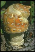 208005 Amanita Cothurna A4 Photo Print