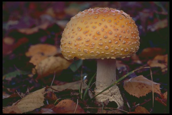 208006 Amanita Muscaria A4 Photo Print