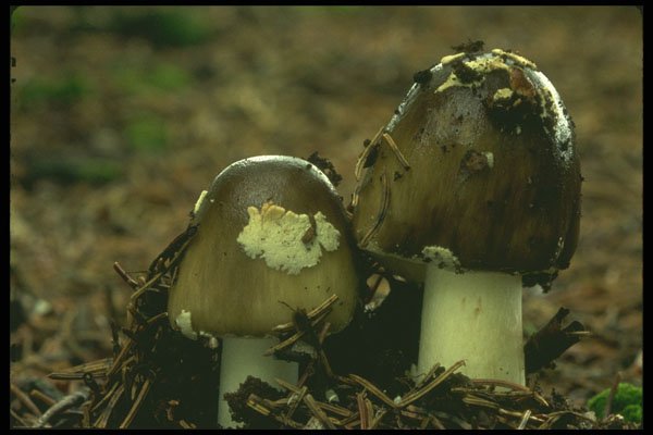 208007 Amanita Inaurata A4 Photo Print