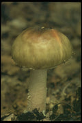 208008 Amanita Brunnescens A4 Photo Print