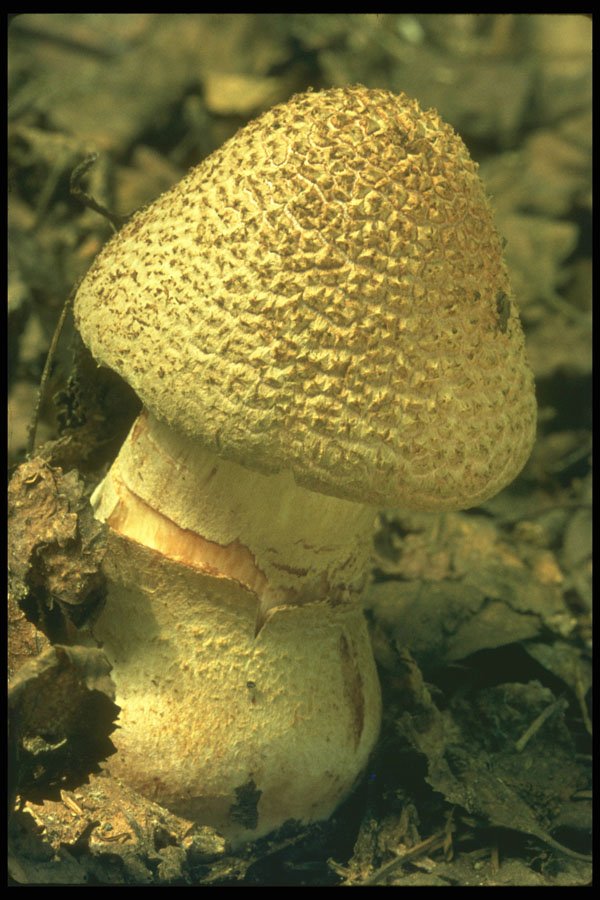 208009 Amanita Rubescens A4 Photo Print