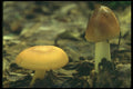 208010 Amanita Fulva And Collybia Butyracea A4 Photo Print