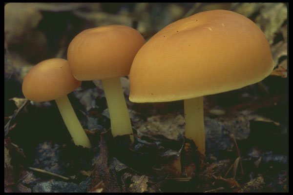 208011 Collybia Dryophila A4 Photo Print