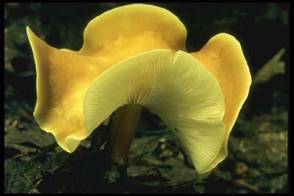 208012 Collybia Dryophila, Aged A4 Photo Print