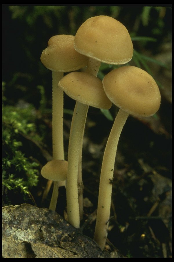 208013 Collybia Confluens A4 Photo Print