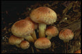208014 Naematoloma Subateritium A4 Photo Print