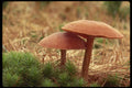 208015 Laccaria Laccata A4 Photo Print