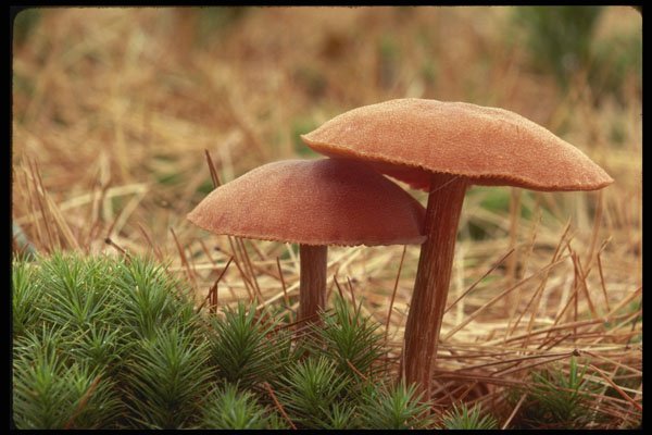 208015 Laccaria Laccata A4 Photo Print