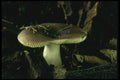 208016 Russula Xerampelina A4 Photo Print