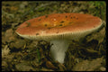 208017 Russula Emetica A4 Photo Print