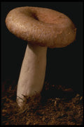 208018 Lactarius Torminosus A4 Photo Print