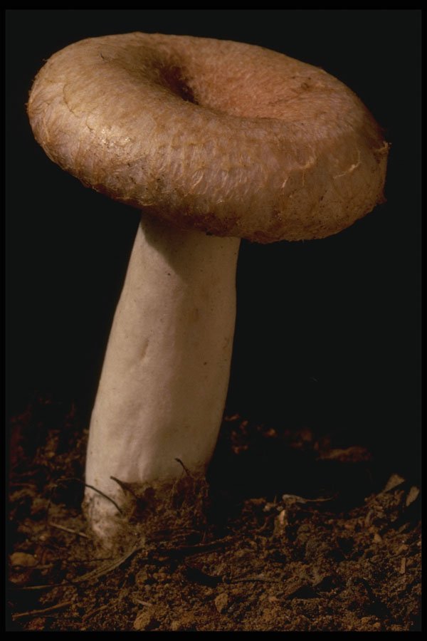 208018 Lactarius Torminosus A4 Photo Print