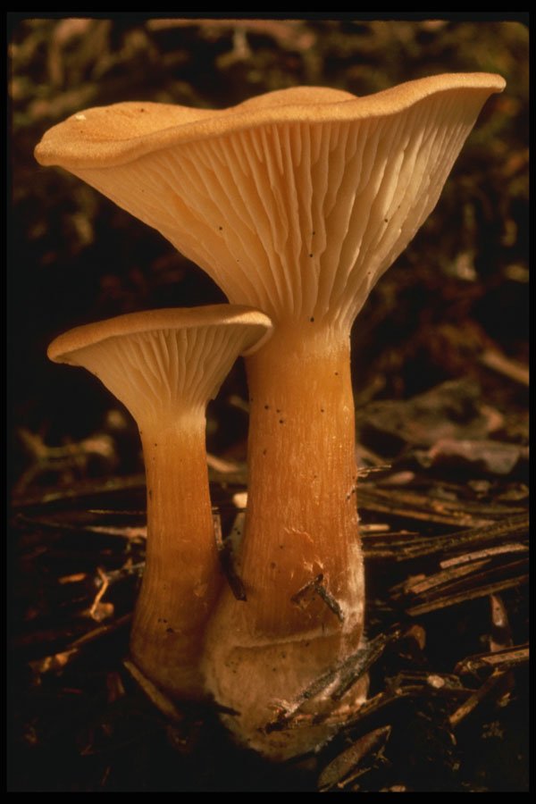 208019 Lactarius Deliciosus A4 Photo Print