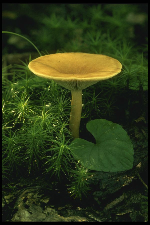 208020 Clitocybe Inversa A4 Photo Print