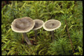 208021 Clitocybe Clavipes A4 Photo Print