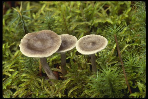 208021 Clitocybe Clavipes A4 Photo Print