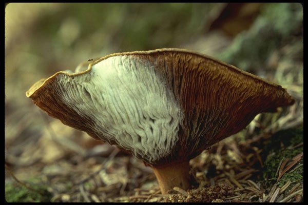 208022 Paxillus Inversa A4 Photo Print