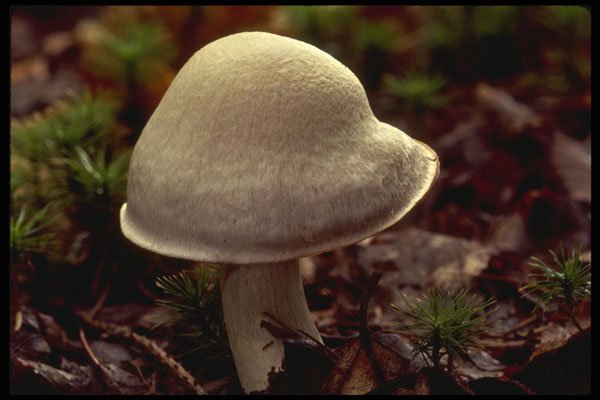 208023 Cortinarius Alboviolaceus A4 Photo Print