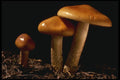 208024 Cortinarius Collinitis A4 Photo Print