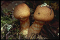 208025 Cortinarius Armillatus A4 Photo Print