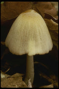 208026 Leuocoprinus Cepestipes A4 Photo Print