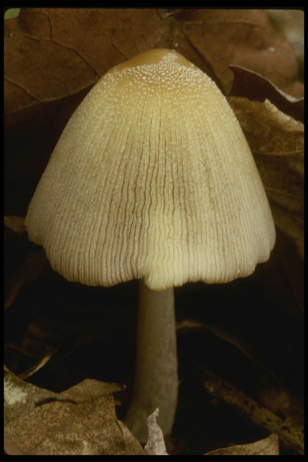 208026 Leuocoprinus Cepestipes A4 Photo Print