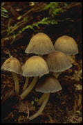 208027 Coprinus Micaceus A4 Photo Print