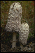 208028 Coprinus Comatus A4 Photo Print
