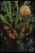 208029 Hygrophorus And Clavaria Species A4 Photo Print
